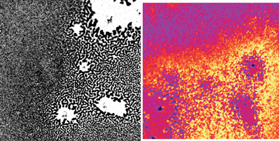 (Left) Polarization sensitive light microscopy shows the pattern of north poles (black) and south poles (white) on thin layer of magnetic cobalt. (Right) The researchers found that the pattern of north poles and south poles spontaneously fluctuates over time. Strongly fluctuating areas are encoded here as brighter colors. Researchers hope to use this data to make more sensitive magnetic materials whose domains can be flipped more energy efficiently, a boon to those with rapidly dying smartphone batteries. Images show an area approx. 75 micrometers across. Credit: Balk/NIST